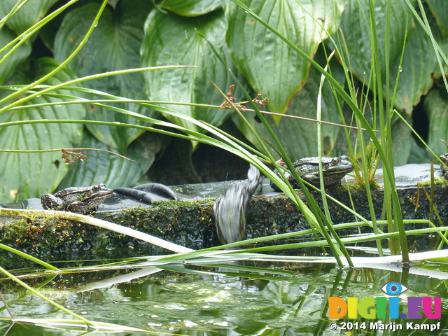 FZ007907 Jumping Marsh frogs (Pelophylax ridibundus) on ledge